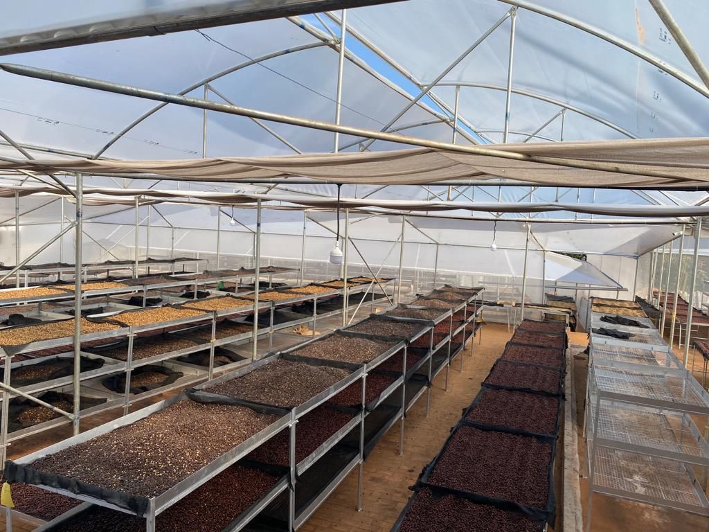 Coffee parchment drying in thin layers on raised mesh beds under a covered tunnel