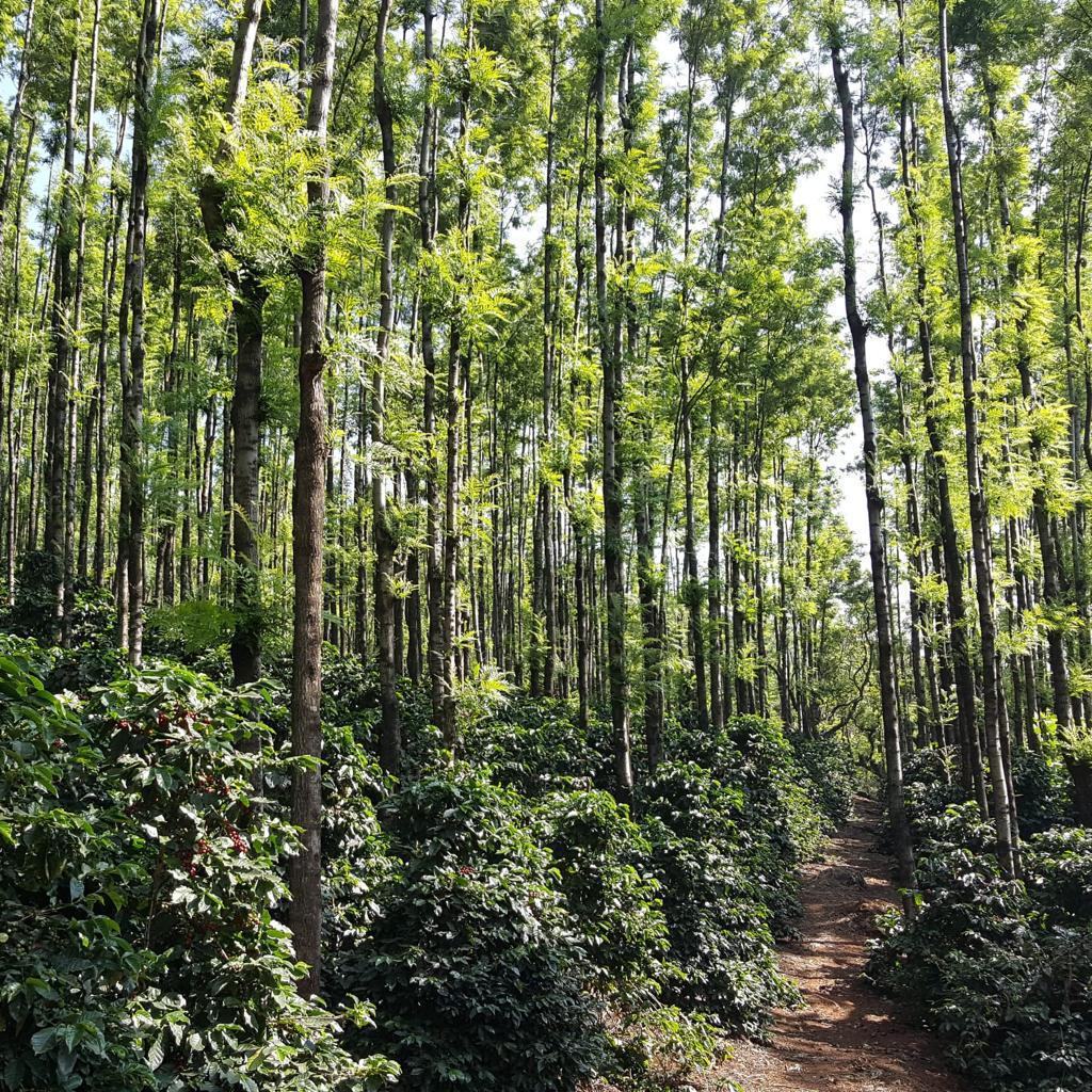 Rows of coffee growing beneath tall silver oak shade trees at Ratnagiri Estate