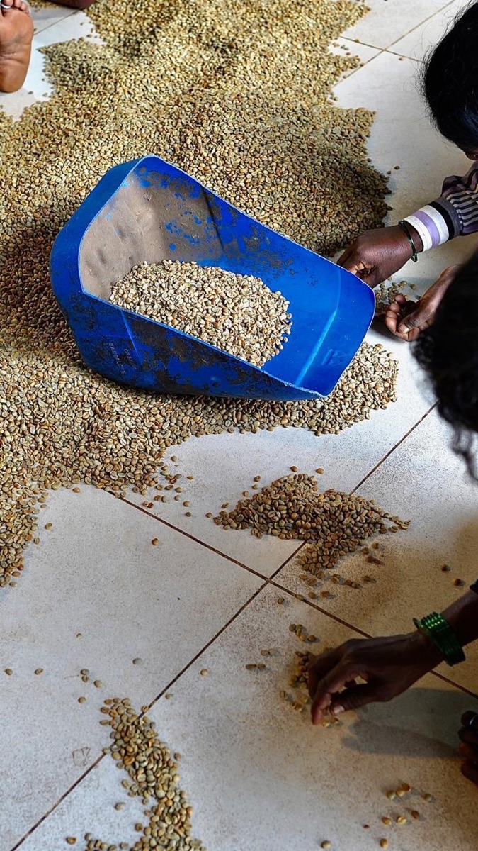 Workers hand-sorting dried green coffee spread on a tiled floor after milling