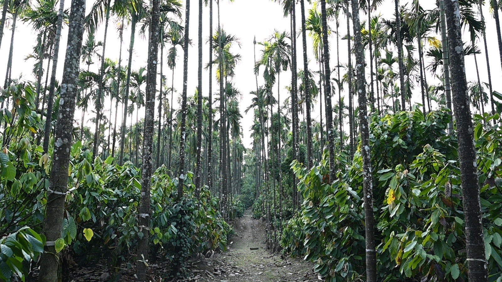 A path running between rows of coffee and pepper vines under tall areca palms at Harley Estate