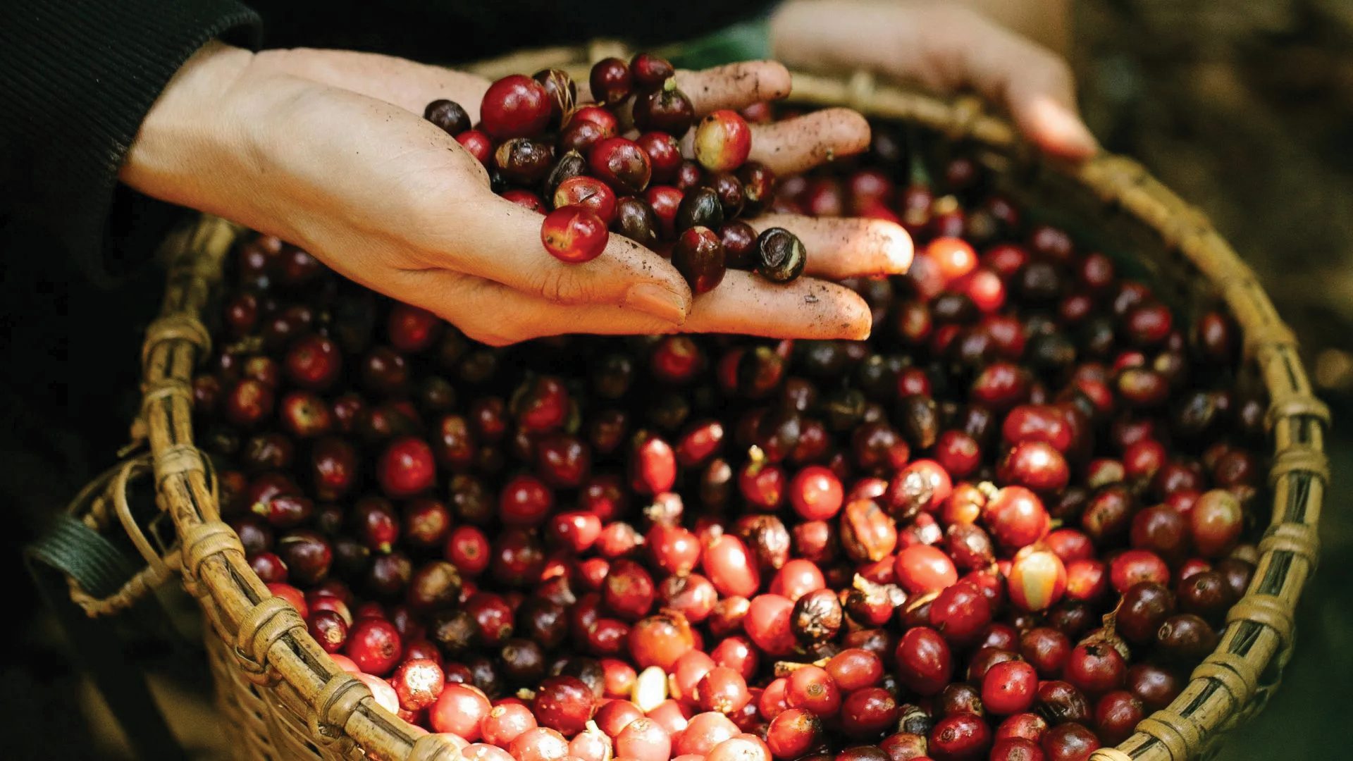 Freshly harvested coffee cherries